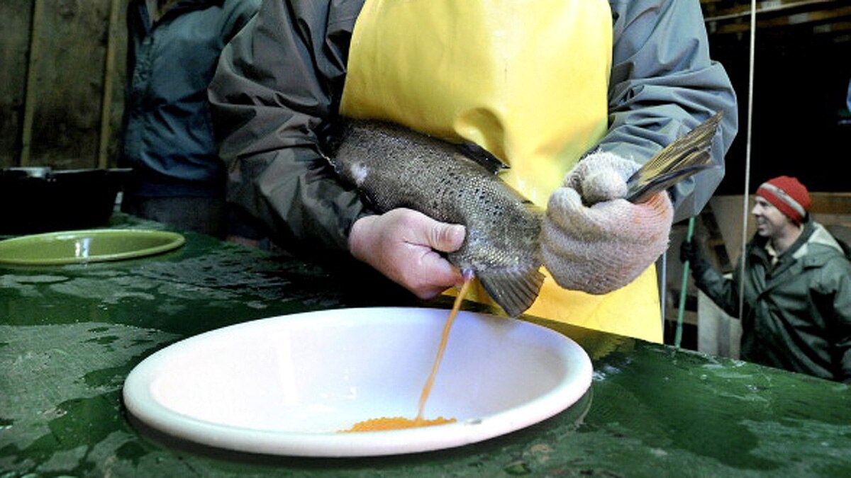 Sperm will save Earth from plastic