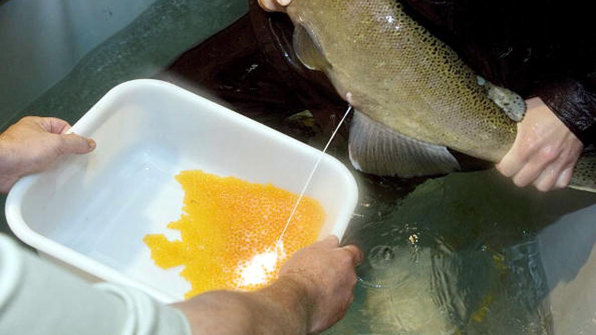 Sperm will save Earth Eco friendly alternative of plastic made 