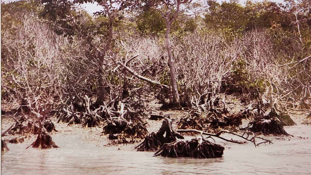 Sundarban Bhangaduni Island