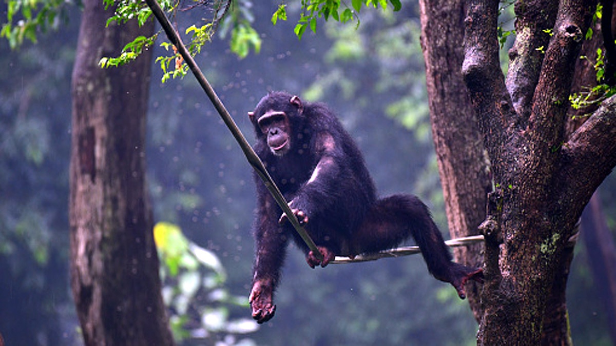 When Humans are Gone