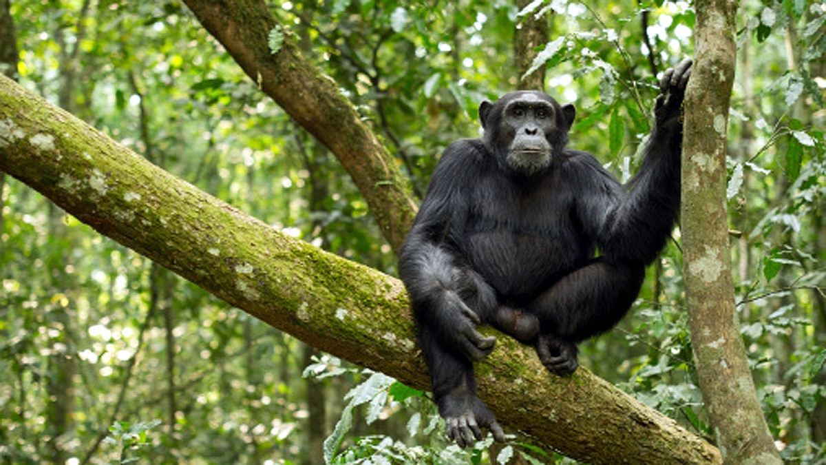 When Humans are Gone