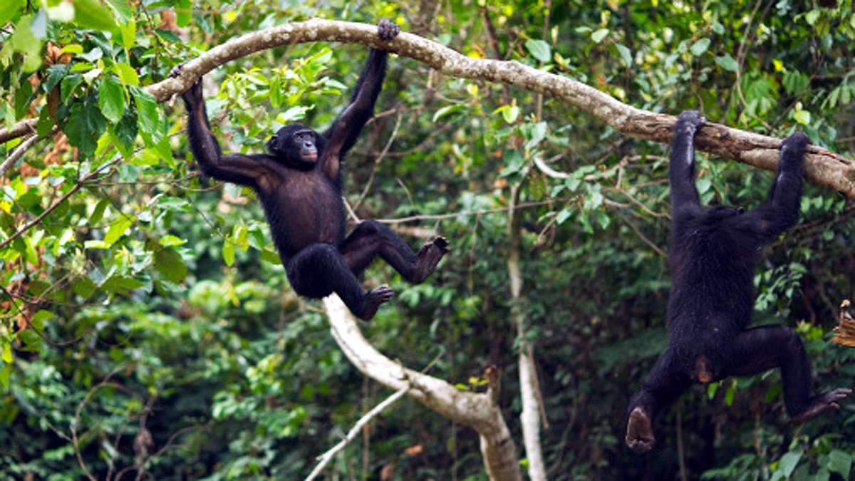 When Humans are Gone