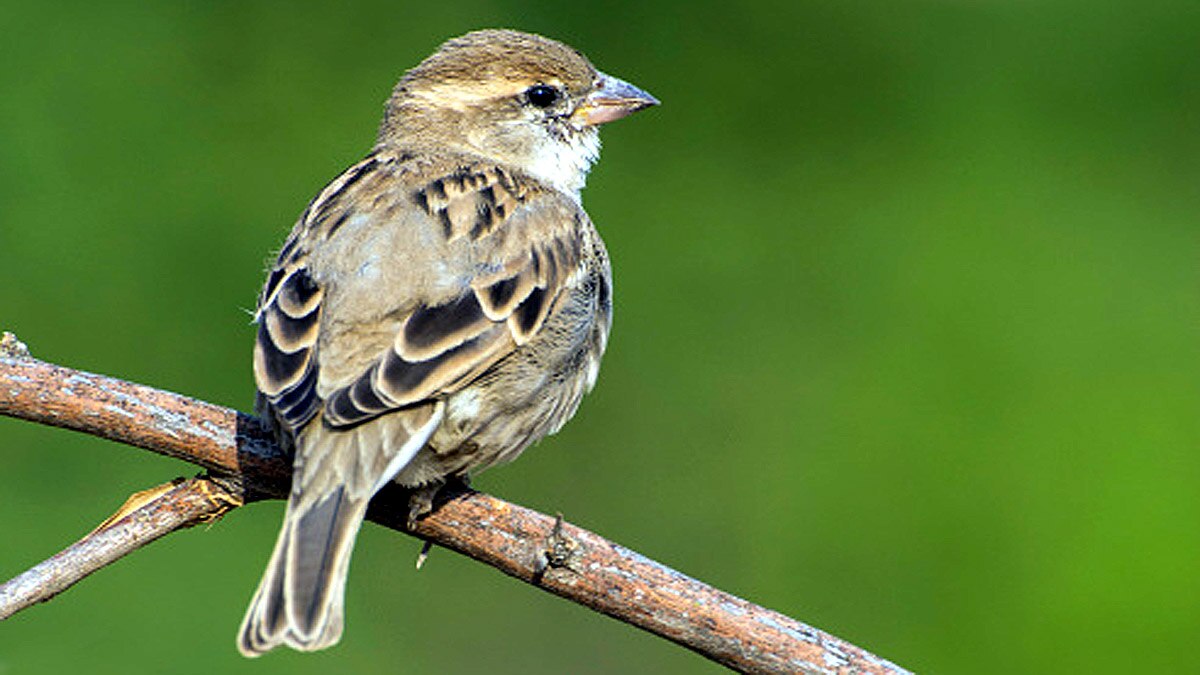 When Humans are Gone