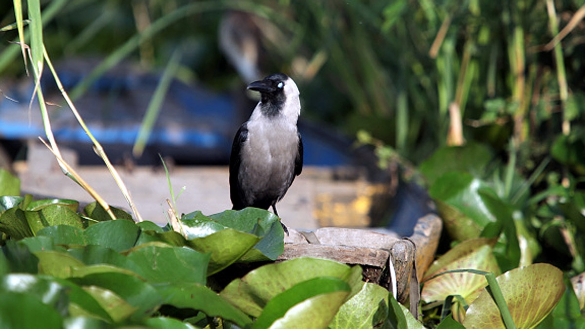 When Humans are Gone