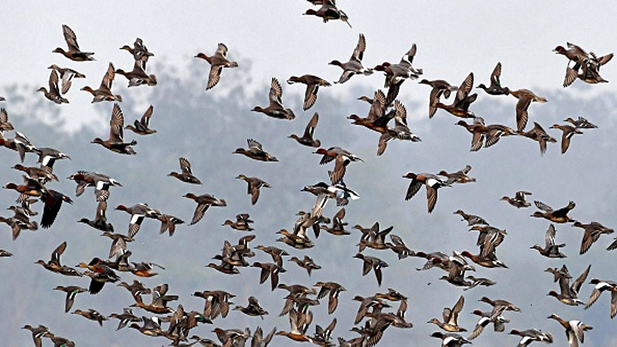 When Humans are Gone