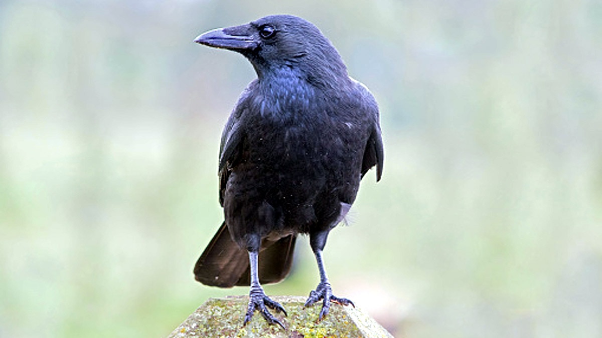 When Humans are Gone