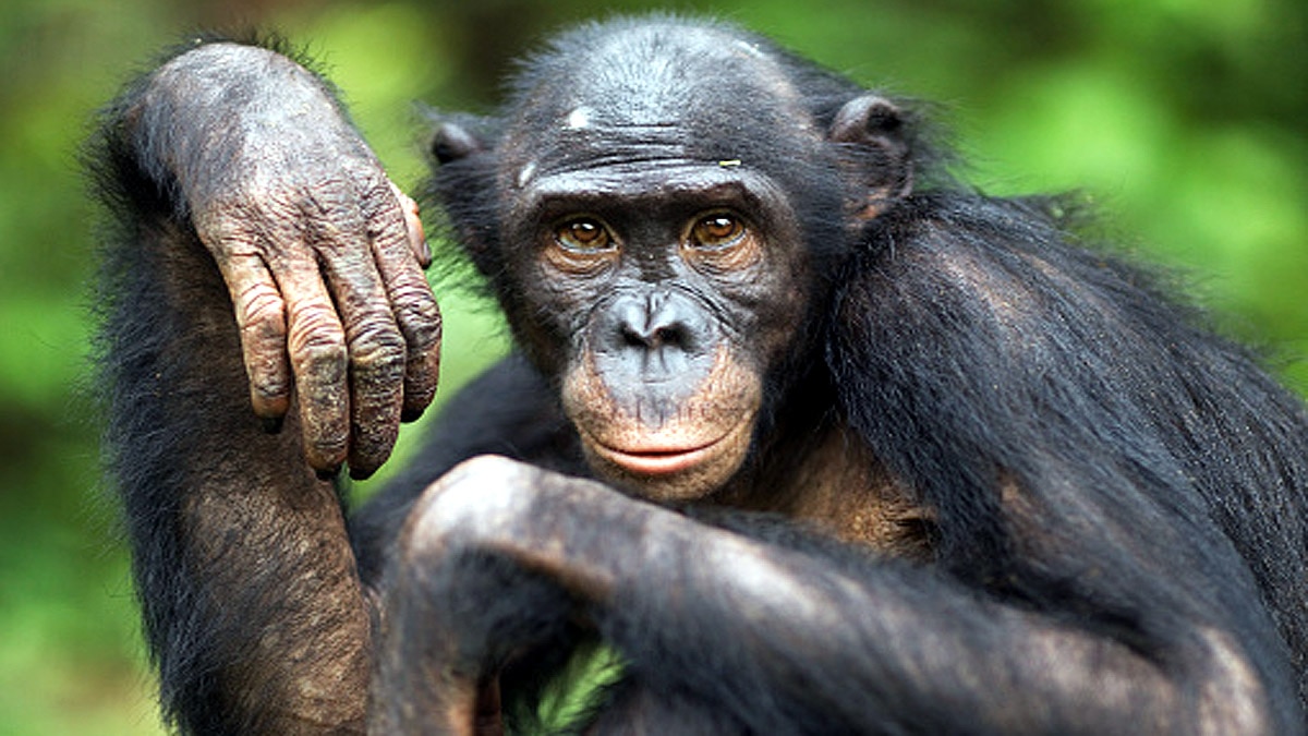 When Humans are Gone