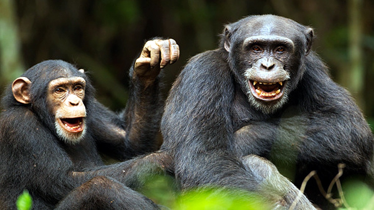 When Humans are Gone