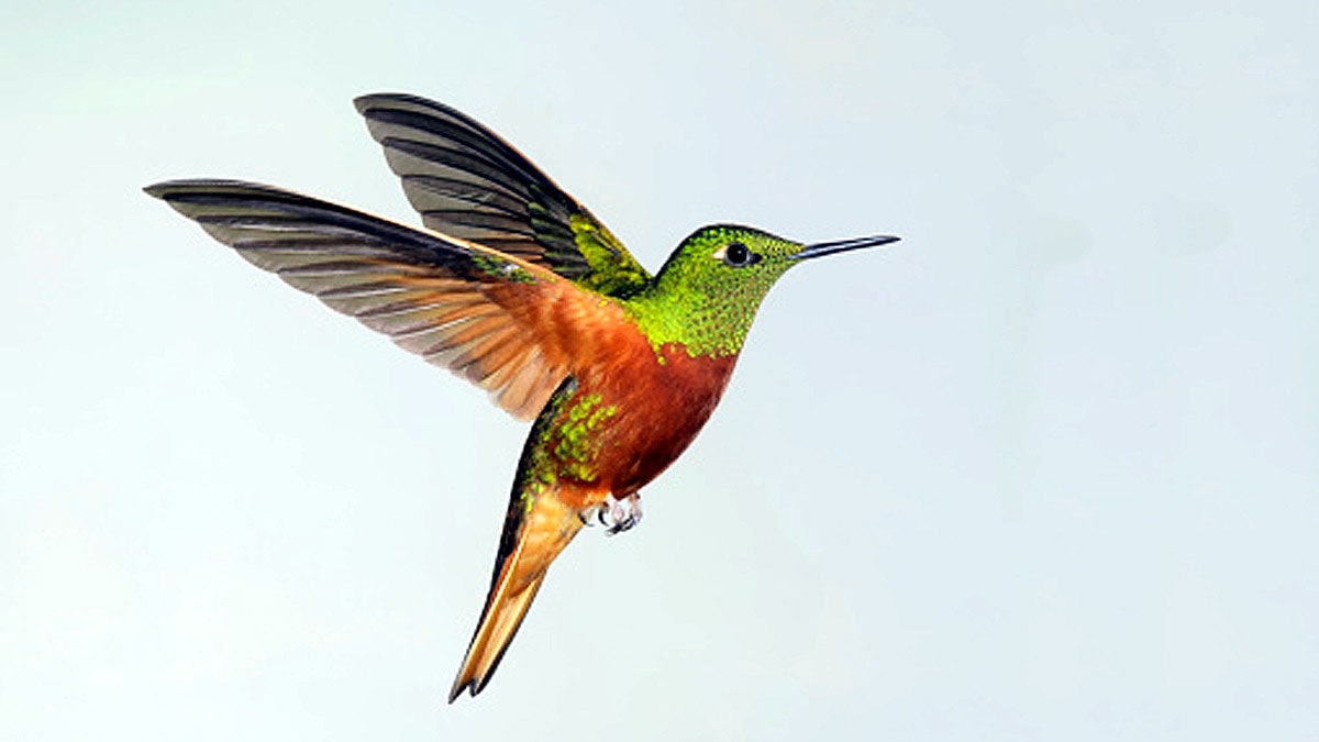 When Humans are Gone