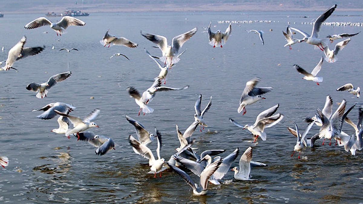 When Humans are Gone