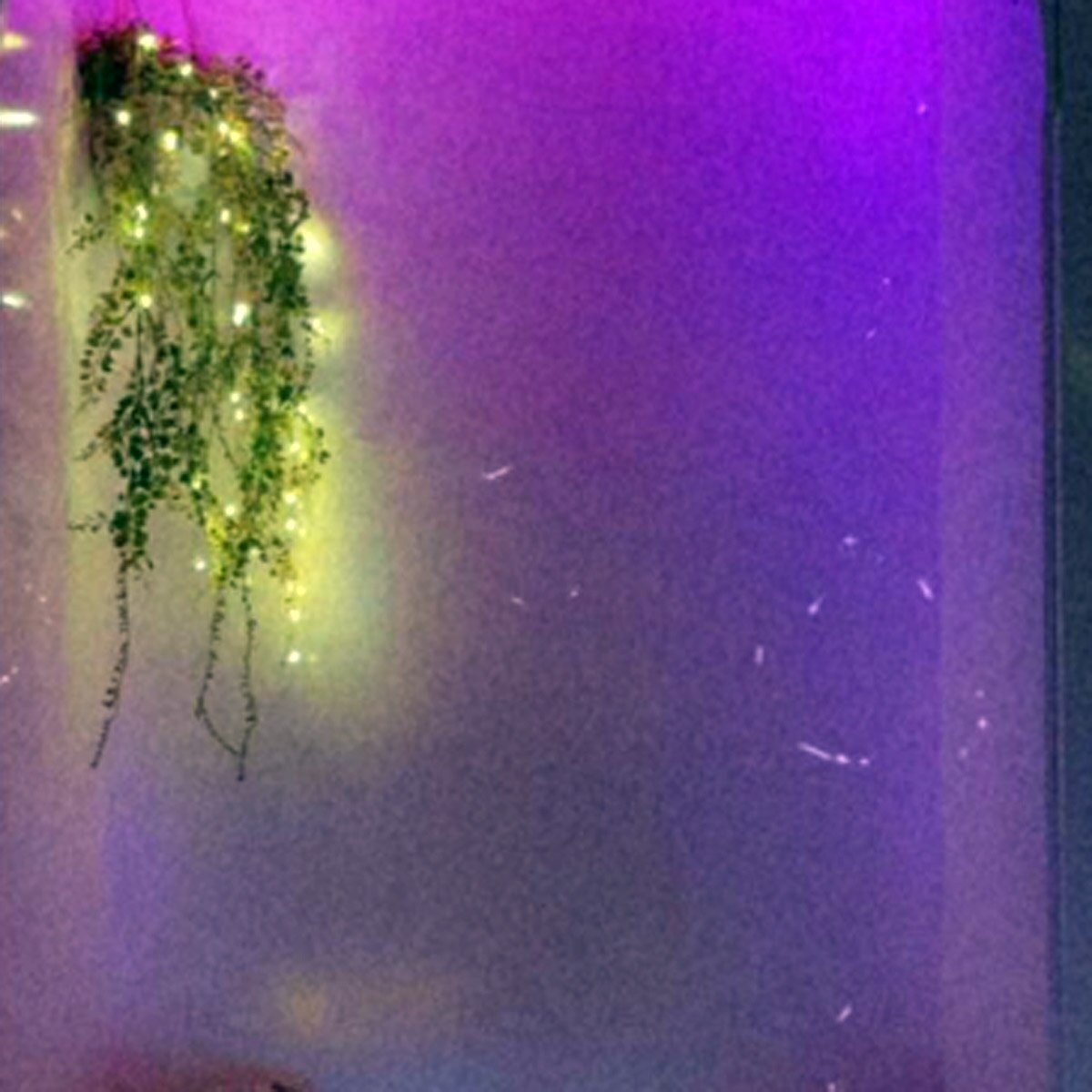 अवनीत कौर रूम