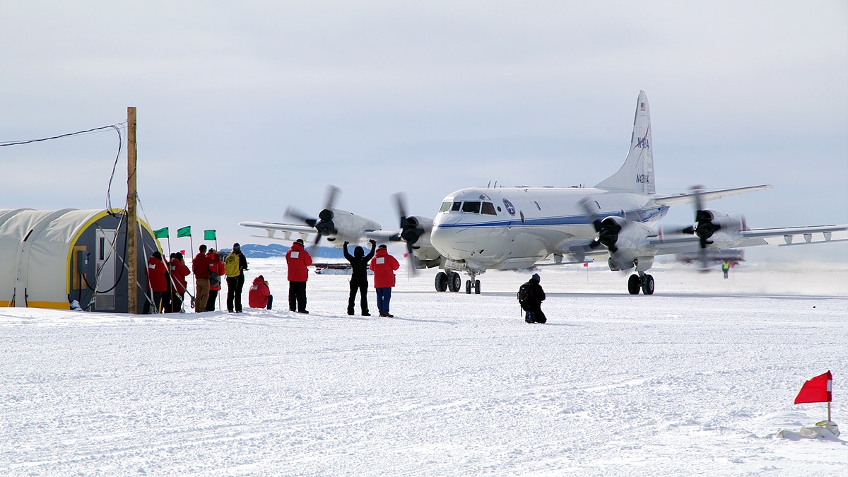 Icefish Weddell Sea Antarctica