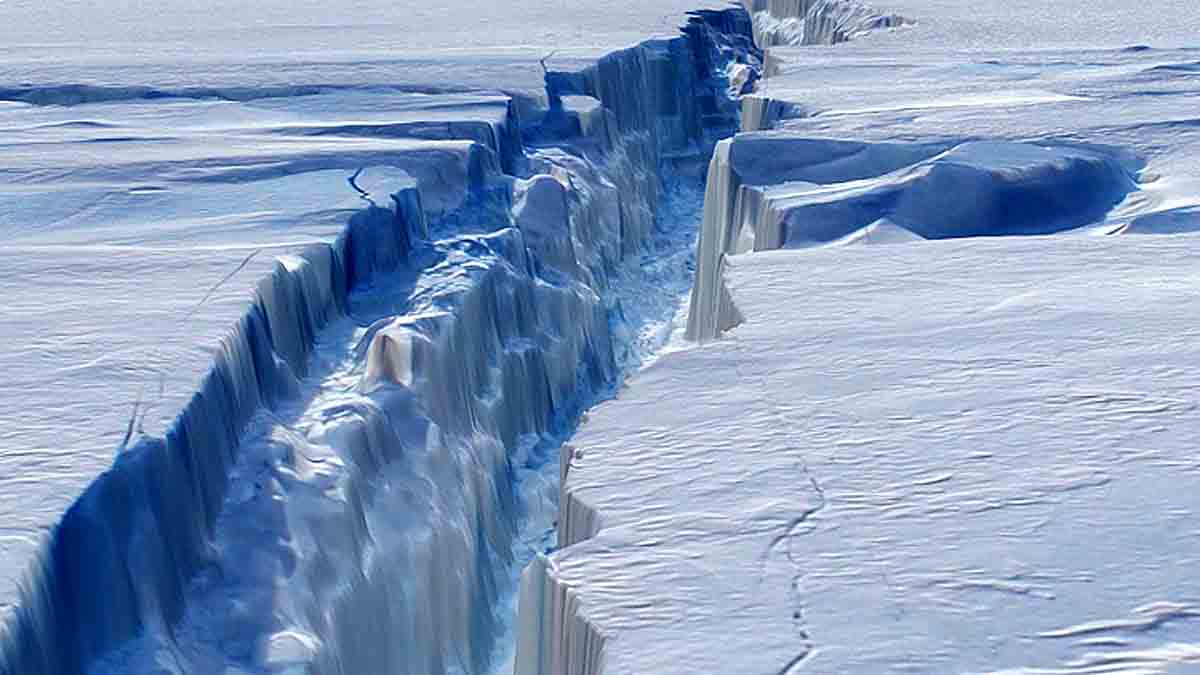Icefish Weddell Sea Antarctica