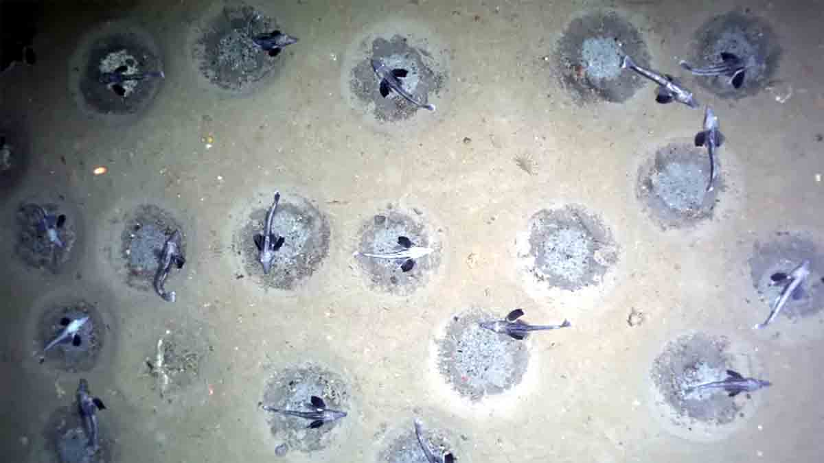 Icefish Weddell Sea Antarctica