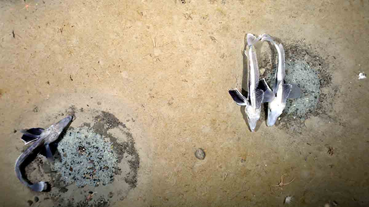 Icefish Weddell Sea Antarctica