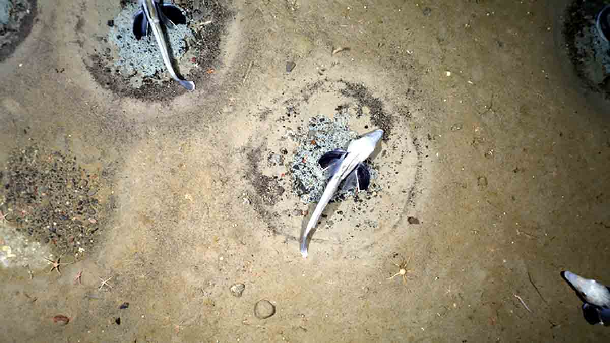 Icefish Weddell Sea Antarctica