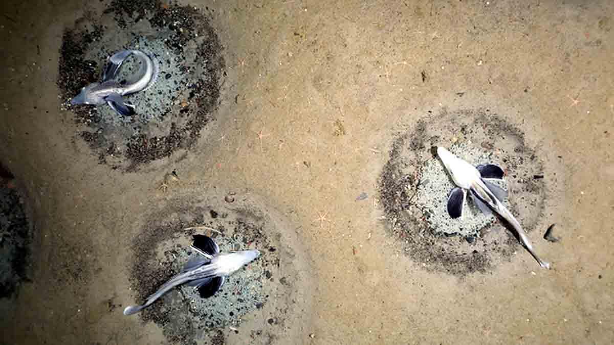 Icefish Huge nursery found below Weddell Sea in Antarctica