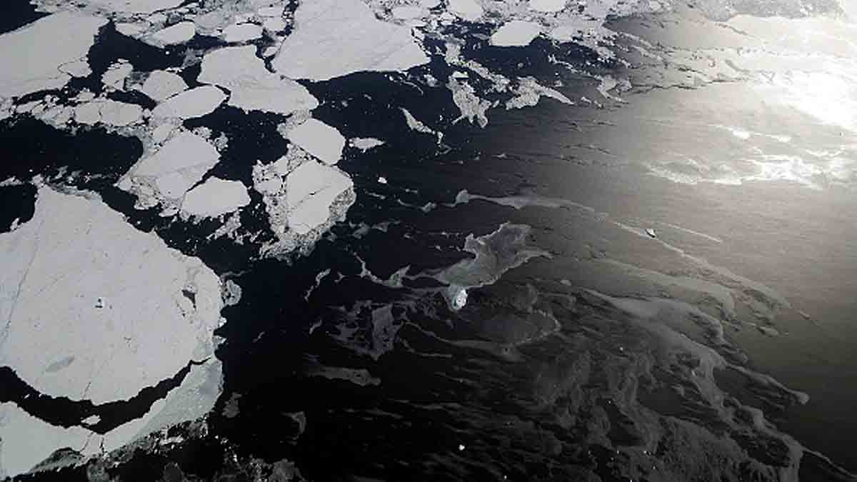 Icefish Weddell Sea Antarctica