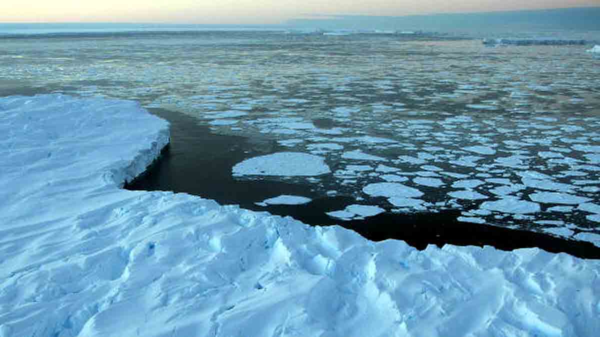 Icefish Weddell Sea Antarctica