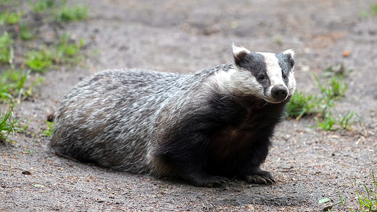 Badger found roman treasure