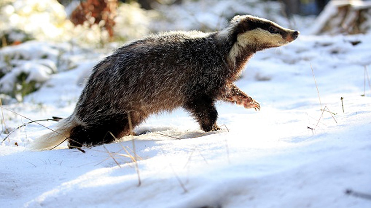 Badger found roman treasure