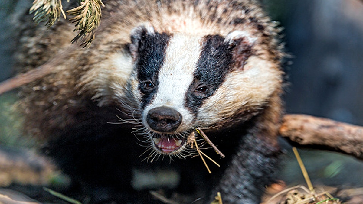 Badger found roman treasure