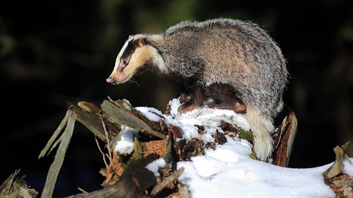 Badger found roman treasure