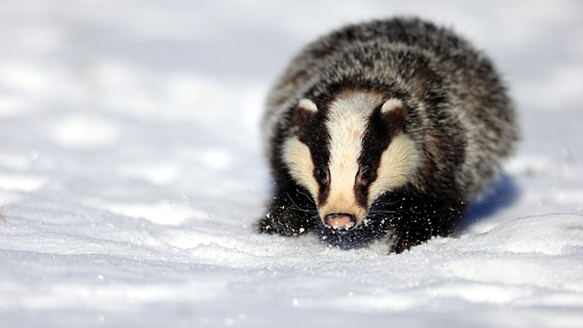 Badger found roman treasure