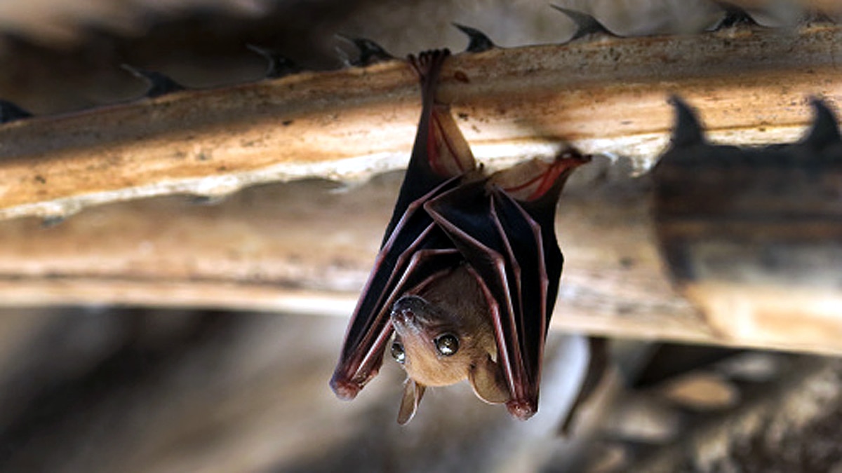 5 people died Rabies Bat