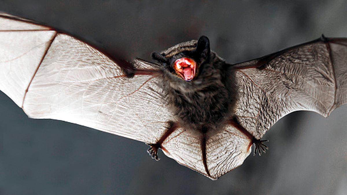 Five people died due to Rabies in US Rabid Bats CDC Warning