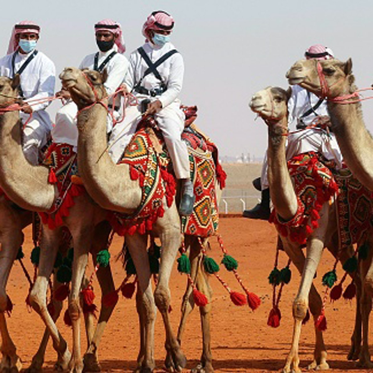 camel festival saudi camel festival saudi