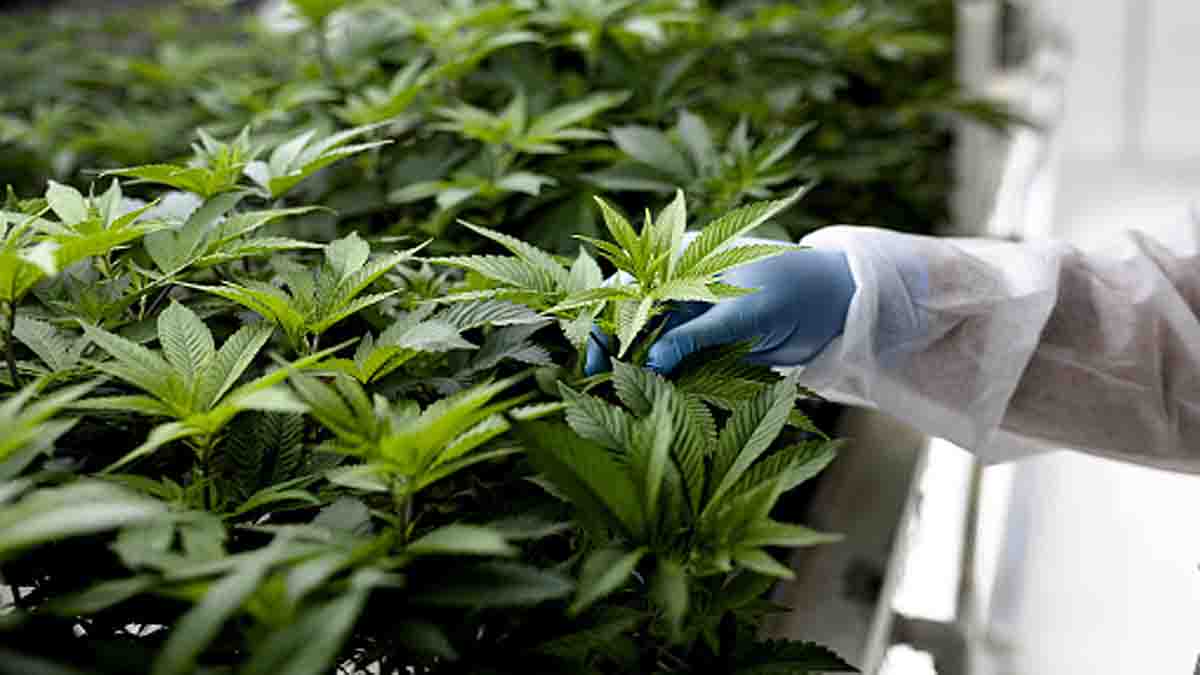  Cannabis Medicinal Benefits