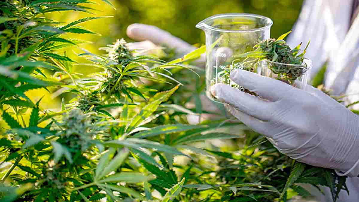  Cannabis Medicinal Benefits