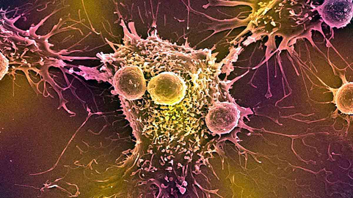 Cell Cheats own death