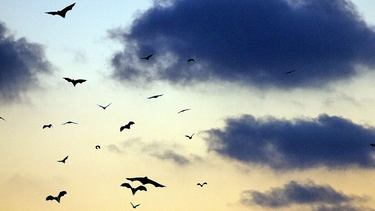 Coronavirus Super computer