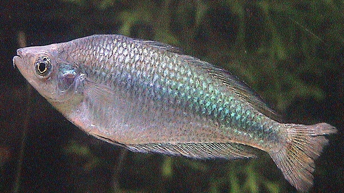 rainbow fish in desert 