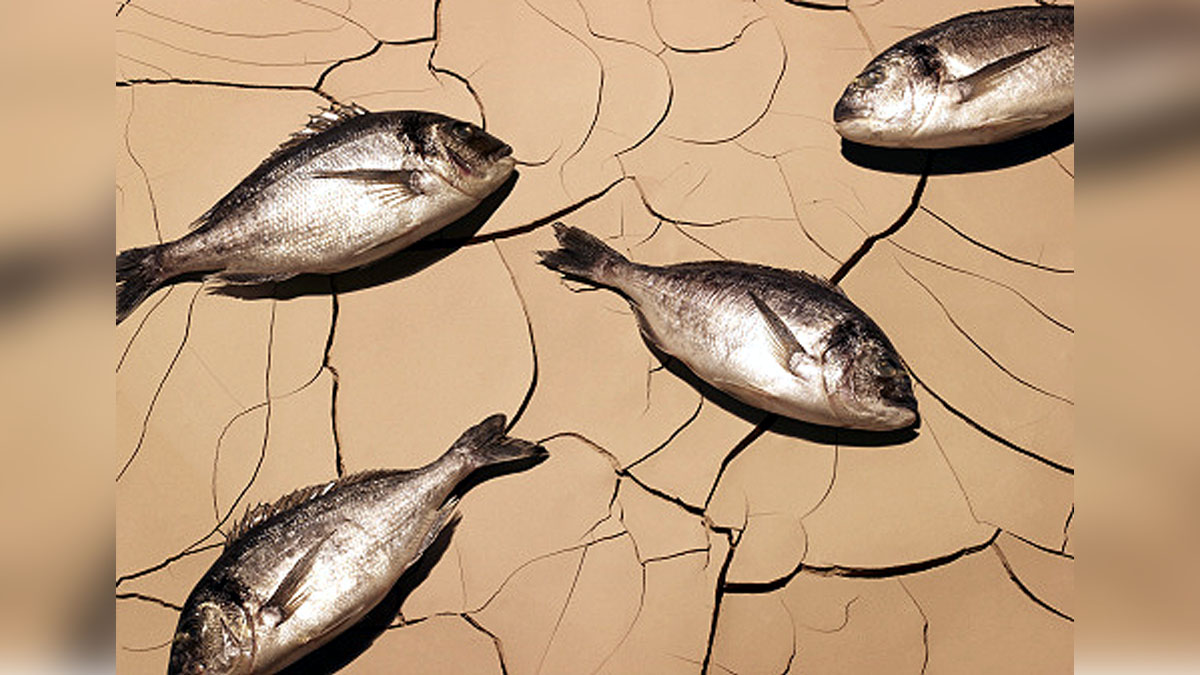 rainbow fish in desert 