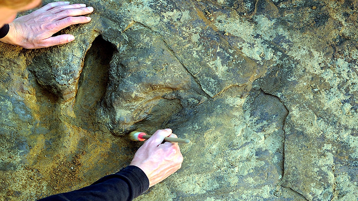 rare dinosaur footprints