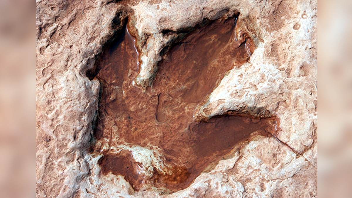 rare dinosaur footprints