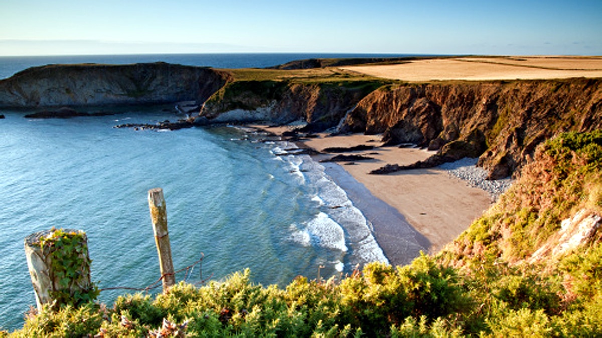 rare dinosaur footprints