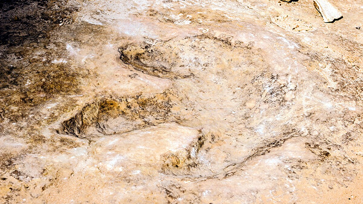 rare dinosaur footprints