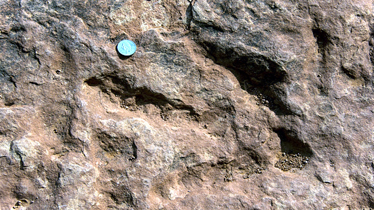 rare dinosaur footprints