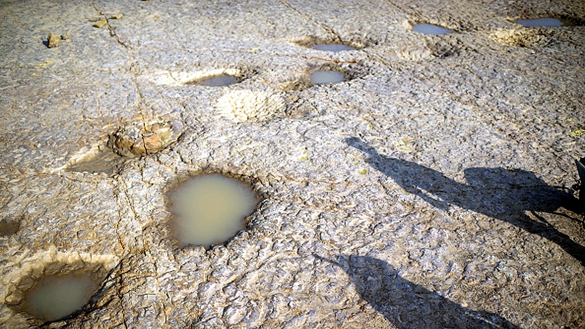 rare dinosaur footprints