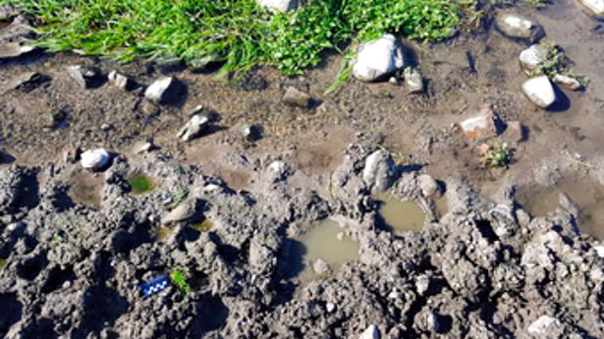 rare dinosaur footprints