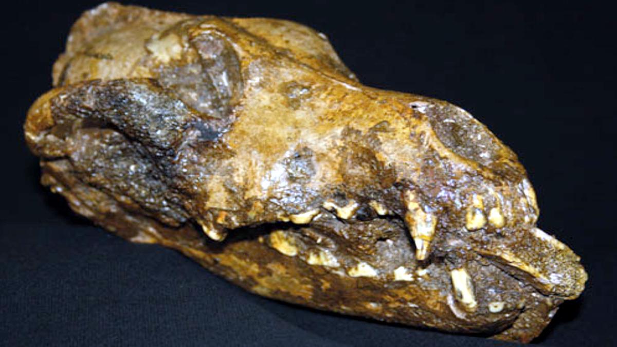 Dog Domestication is 32 thousand years old Study finds