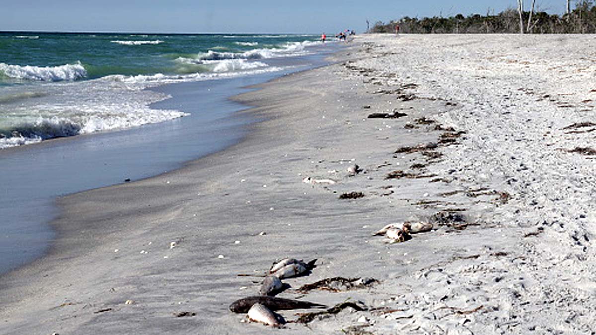 Fish Rainfall in Texas