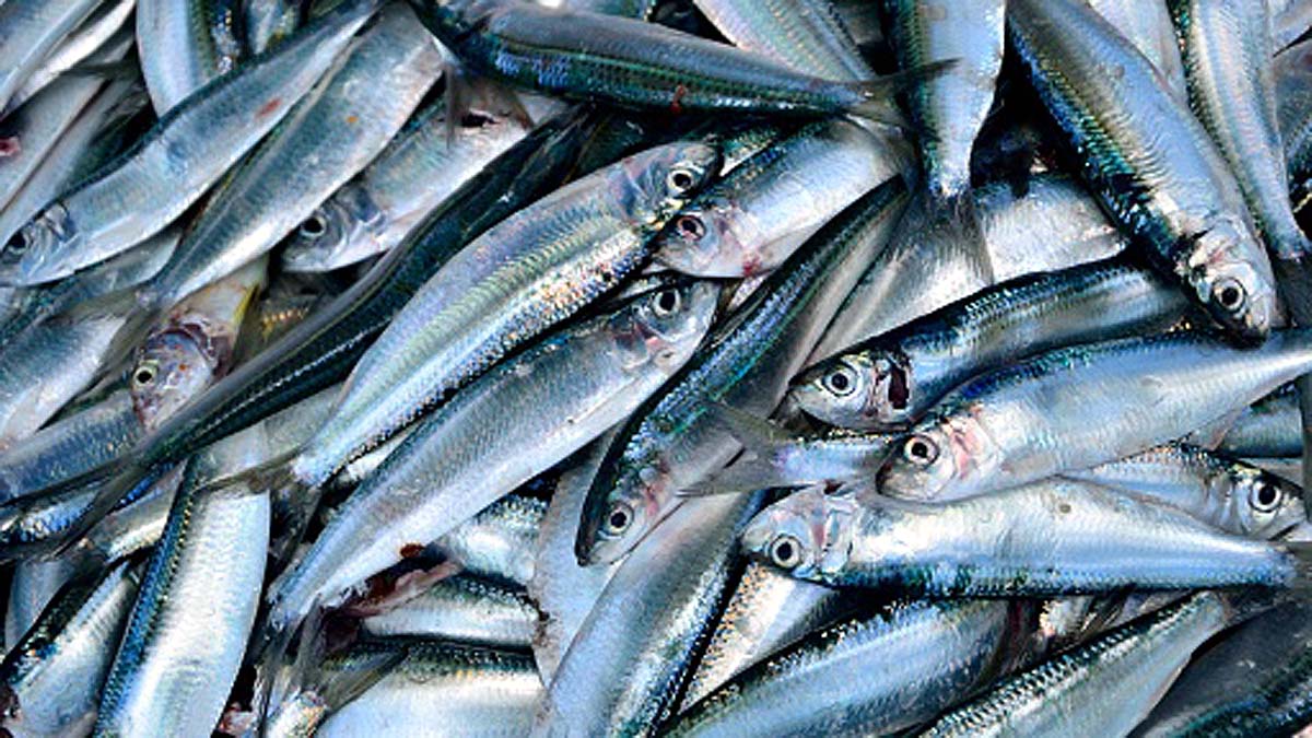 Fish Rainfall in Texas