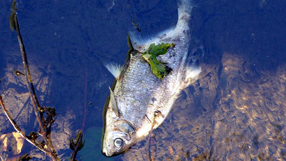 Fish Rainfall in Texas