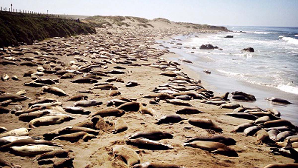 Fish Rainfall in Texas