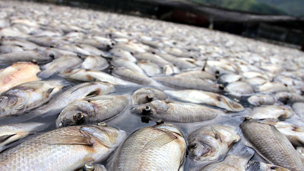 Fish Rainfall in Texas